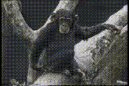 mp4-_14_.gif